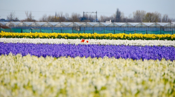 Dutch flower fields - Copyright @ LosAngelas