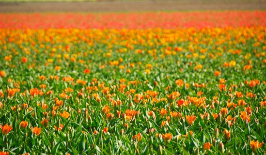 Dutch flower fields - Copyright @ LosAngelas