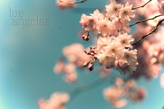 cherry blossom amstelveen Blog 2