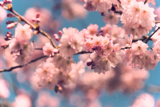 cherry blossom amstelveen Blog 3
