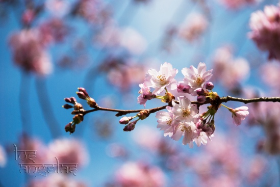cherry blossom amstelveen blog 6
